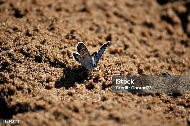 Маленькая Голубая Бабочка — стоковые фотографии и другие картинки Бабочка - Бабочка, Без людей, Голубянки