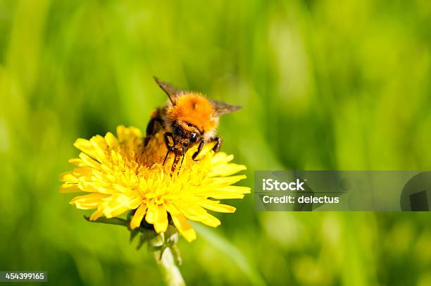 Hummel And Dandelion Stock Photo - Download Image Now - Dandelion, Flower, Flower Head