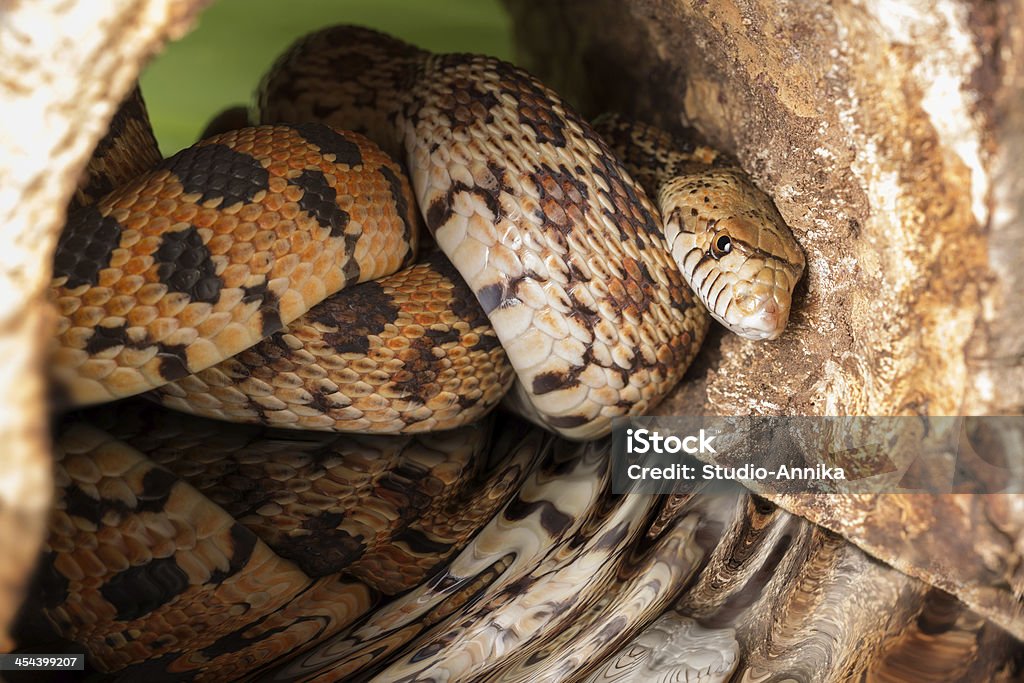 Hiding adult bullsnake Adult female bullsnake curled up and hiding Albino Stock Photo