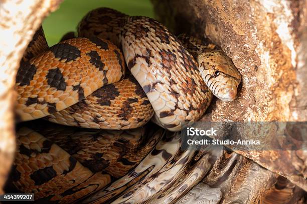 Hiding Adult Bullsnake Stock Photo - Download Image Now - Albino, Animal, Animal Scale