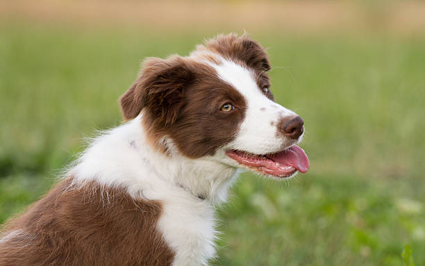 Cute little Border Collie, 12 weeks old.