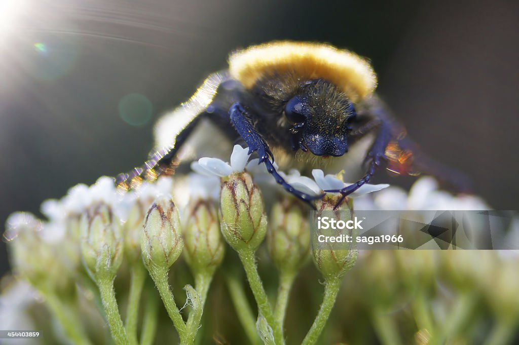 PRINTEMPS PETIT DÉJEUNER. abeille Coléoptère (trichius fasciatus). - Photo de Abeille libre de droits