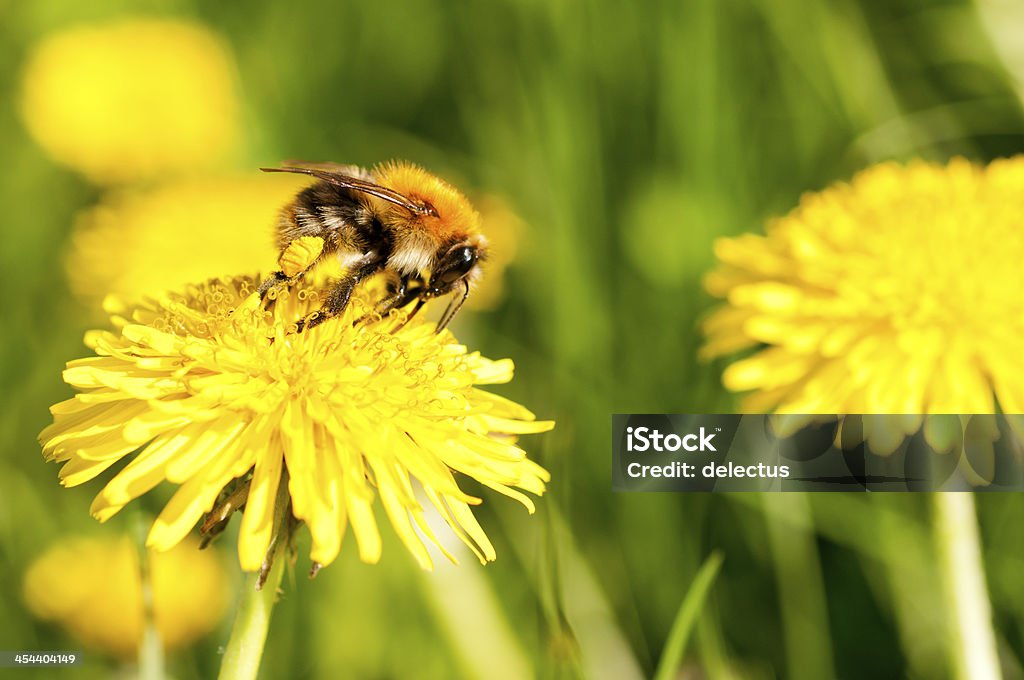 Hummel und Löwenzahn - Lizenzfrei Blume Stock-Foto