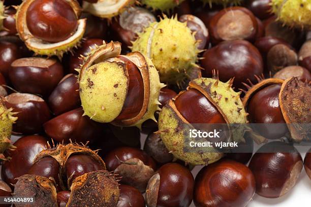 Chestnuts — стоковые фотографии и другие картинки Без людей - Без людей, Время года, Горизонтальный