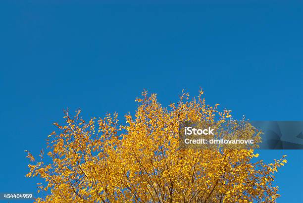 Autumn Leaves Stock Photo - Download Image Now - Autumn, Beauty, Beauty In Nature