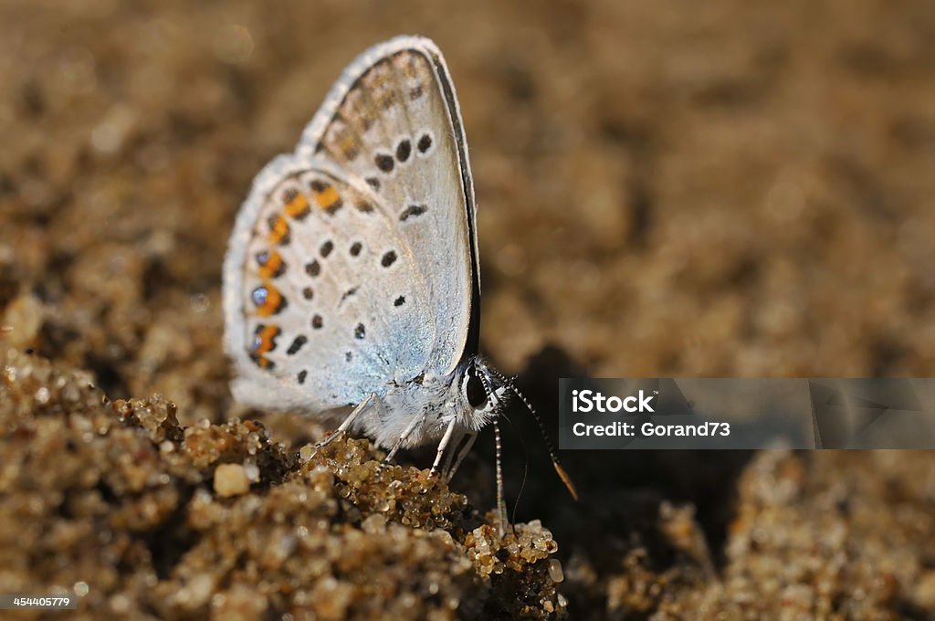 Blue butterfly (Lycaenidae) Blue Stock Photo