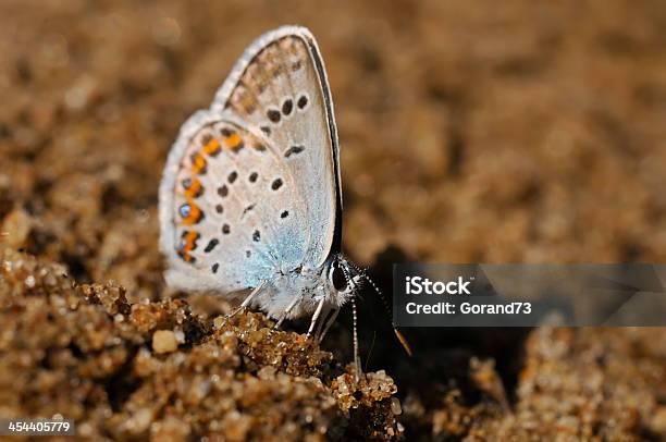 Blue Butterfly Stock Photo - Download Image Now - Blue, Butterfly - Insect, Horizontal