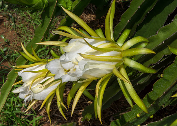 Foto de Flor Branca Do Pitaya Planta Também Conhecido Como Dragon Fruit e  mais fotos de stock de Agricultura - iStock
