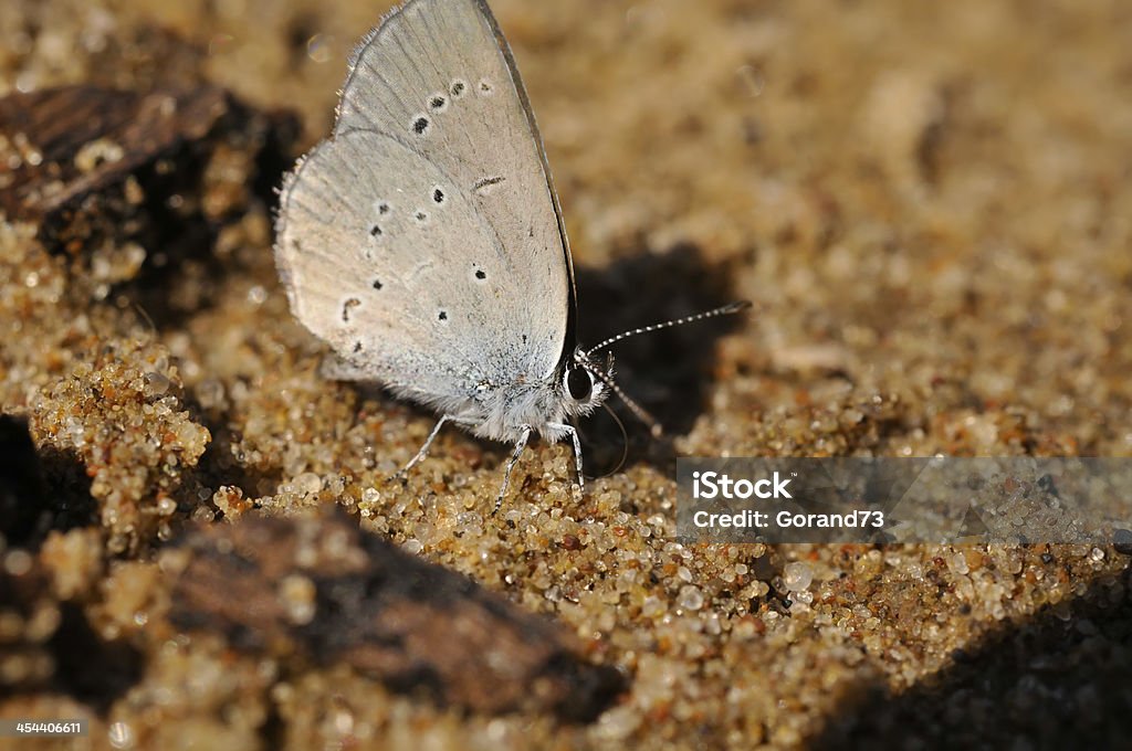 Papillon bleu (Lycaenidae) - Photo de Cuivré commun libre de droits