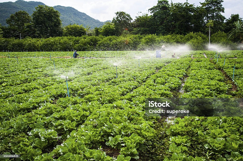 Ferme de légume - Photo de Agriculture libre de droits