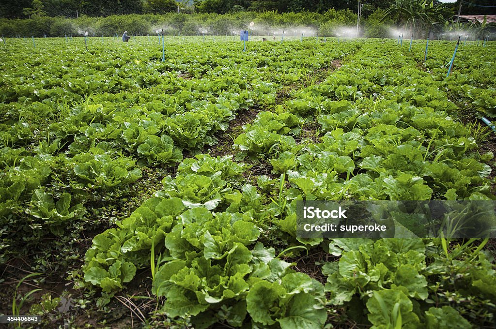 Fazenda de legumes - Foto de stock de Agricultura royalty-free