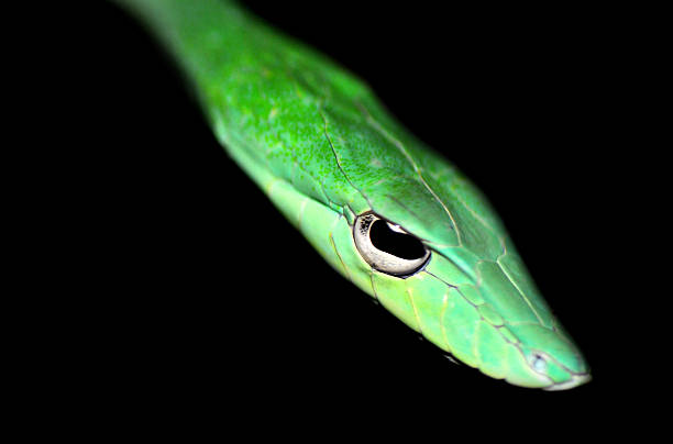 beautiful green snake stock photo