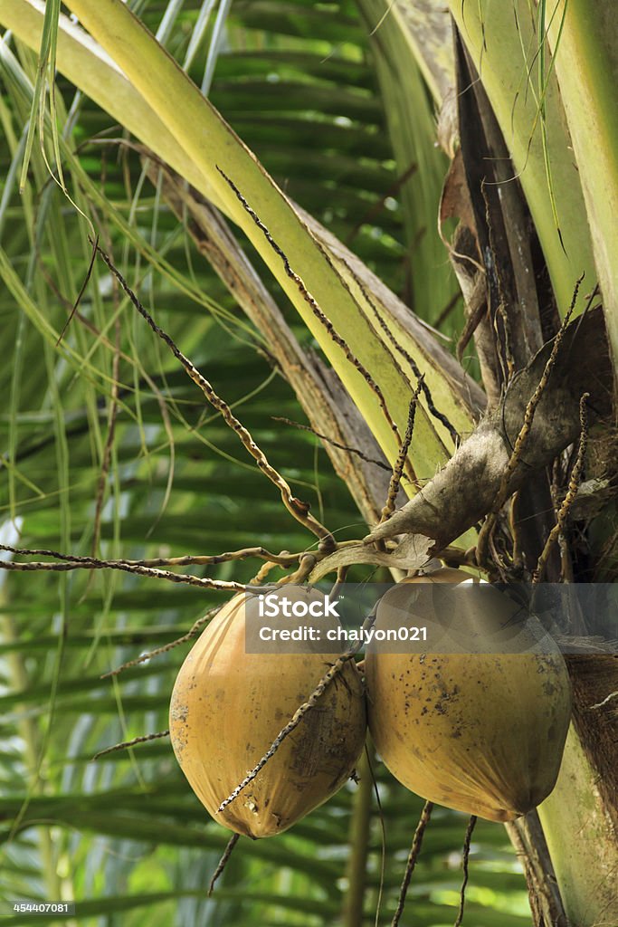 Racimo de coco - Foto de stock de Agricultura libre de derechos