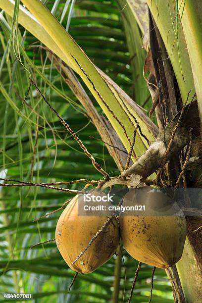 Racimo De Coco Foto de stock y más banco de imágenes de Agricultura - Agricultura, Aire libre, Alimento