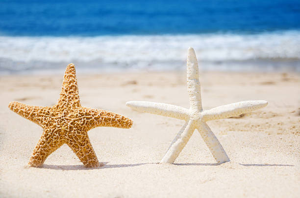 istock Couple of starfishes on a beach 454407089