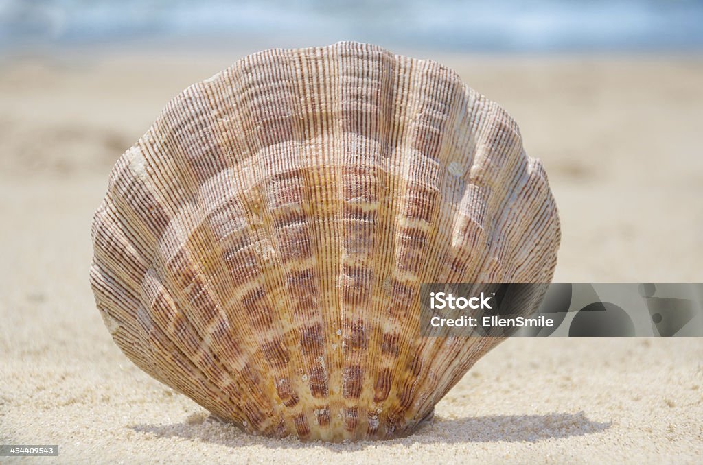 Coquillage sur la plage - Photo de Bleu libre de droits