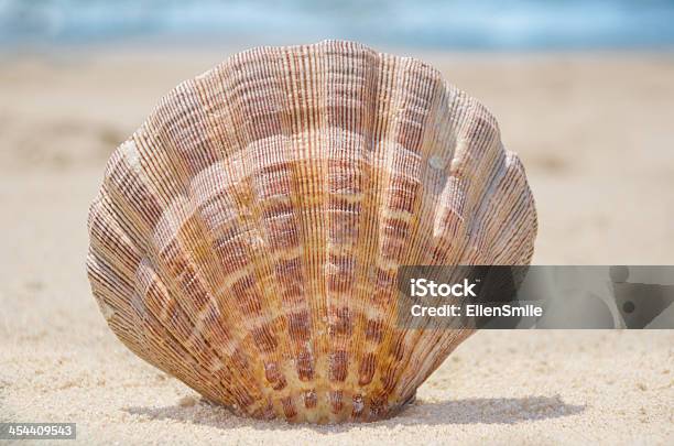 Photo libre de droit de Coquillage Sur La Plage banque d'images et plus d'images libres de droit de Bleu - Bleu, Coquillage, Coquille et coquillage