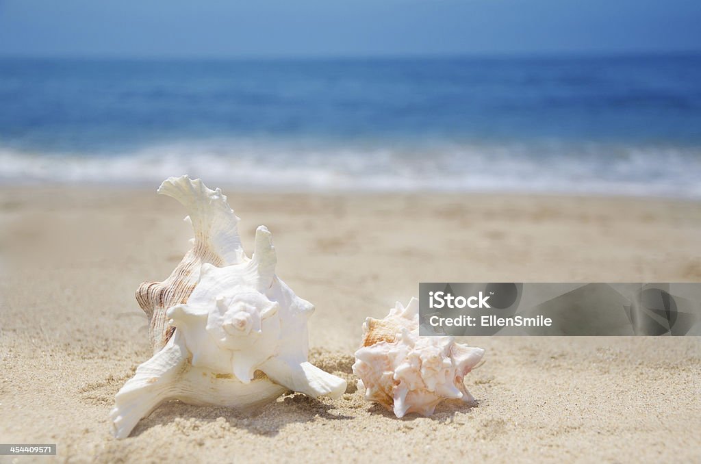 Conchas na praia - Foto de stock de Areia royalty-free