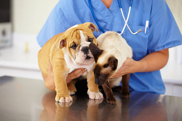 patients squirming peu - vet dog puppy illness photos et images de collection
