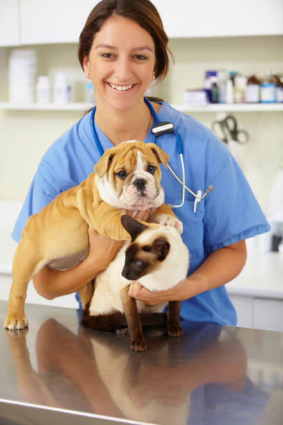 это, безусловно, являются весьма - doctor dog portrait animal hospital стоковые фото и изображения