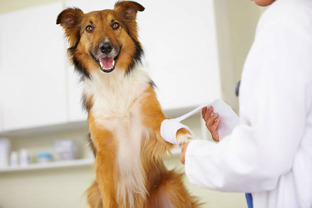 он будет fine - doctor dog portrait animal hospital стоковые фото и изображения