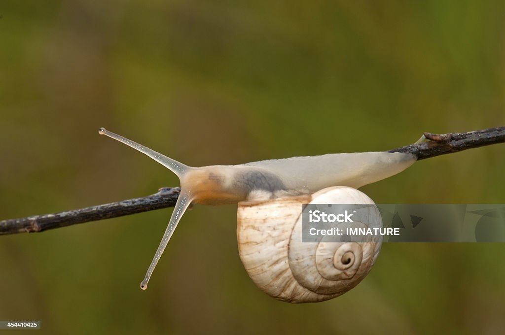 Pequeno caracol em movimento no galho - Foto de stock de Agarrar royalty-free