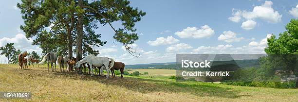Breite Mit Pferde Weiden Im Schatten Stockfoto und mehr Bilder von Agrarbetrieb - Agrarbetrieb, Anhöhe, Araberpferd