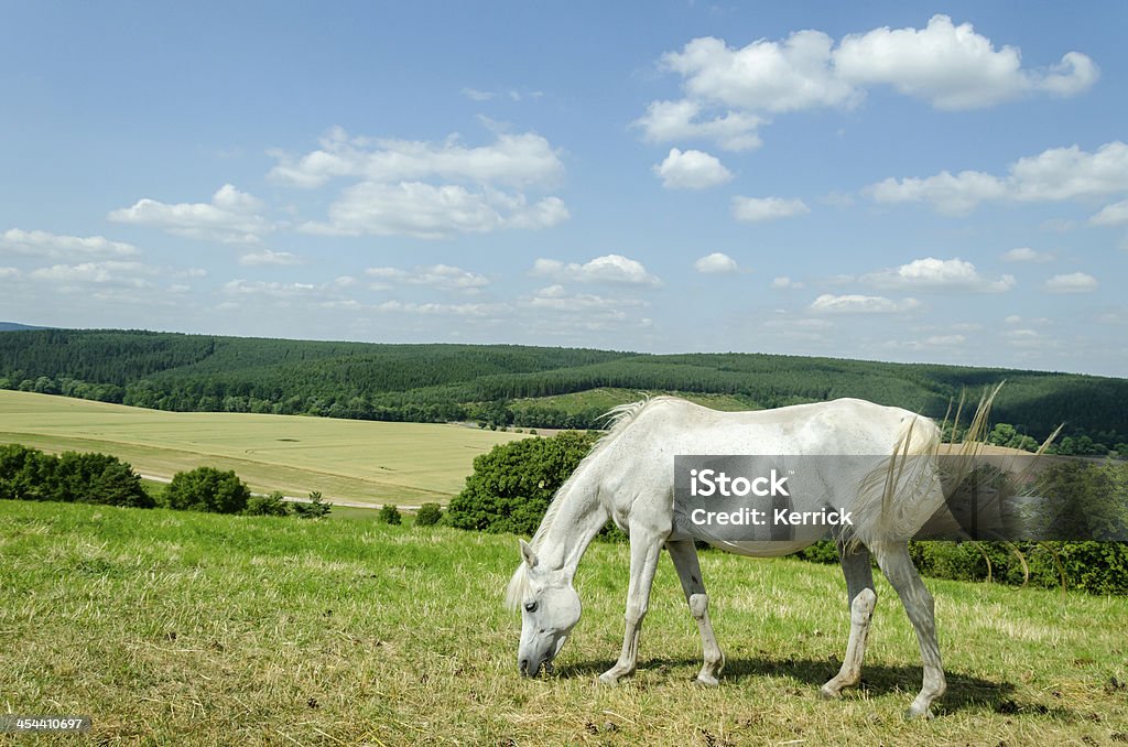 Breite mit arabischen Pferd Weiden grasen - Lizenzfrei Fohlen Stock-Foto