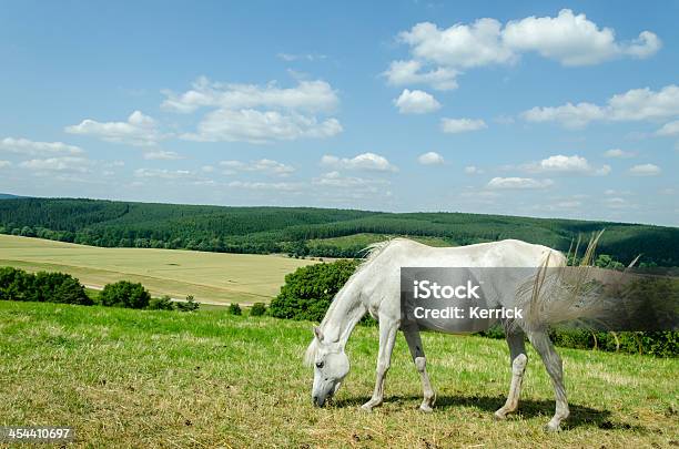 Breite Mit Arabischen Pferd Weiden Grasen Stockfoto und mehr Bilder von Fohlen - Fohlen, Agrarbetrieb, Anhöhe