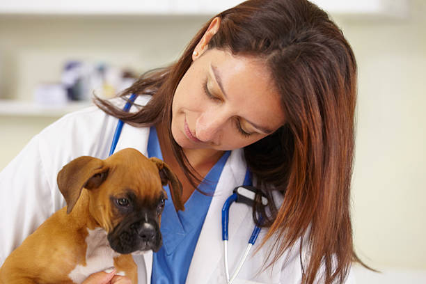istock Examining a furry little patient 454411739