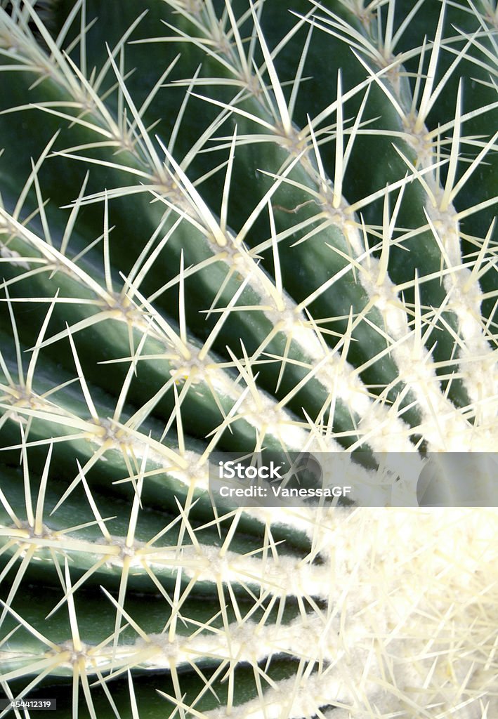 cactus - Photo de Aiguille - Partie d'une plante libre de droits