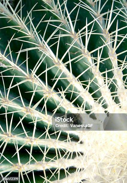 Photo libre de droit de Cactus banque d'images et plus d'images libres de droit de Aiguille - Partie d'une plante - Aiguille - Partie d'une plante, Beauté de la nature, Botanique