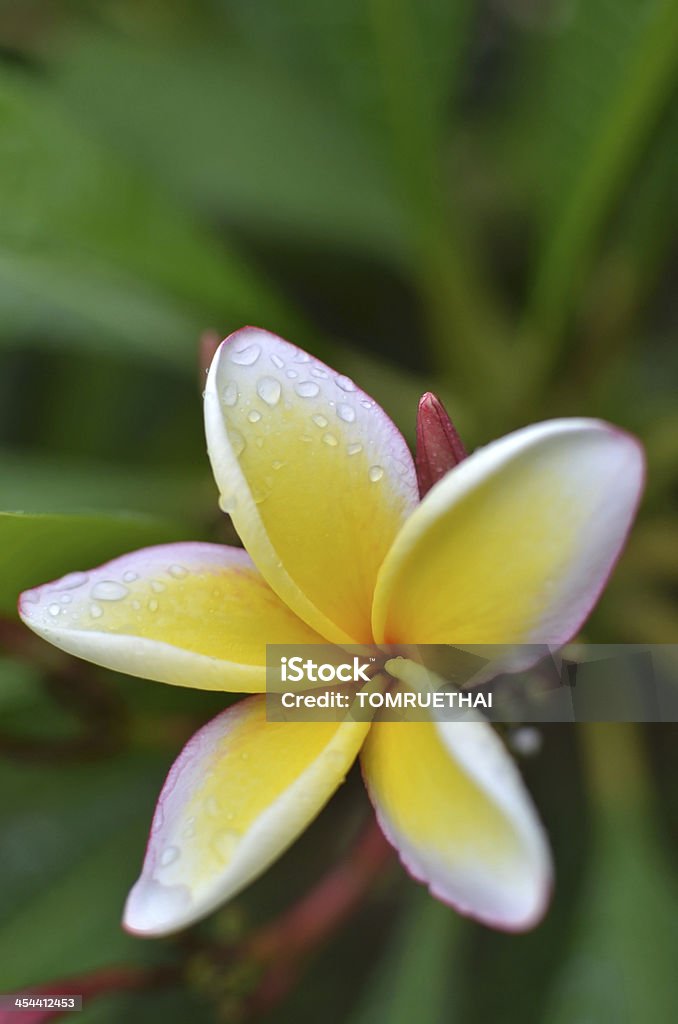 Fleurs de frangipanier tropical - Photo de Beauté libre de droits