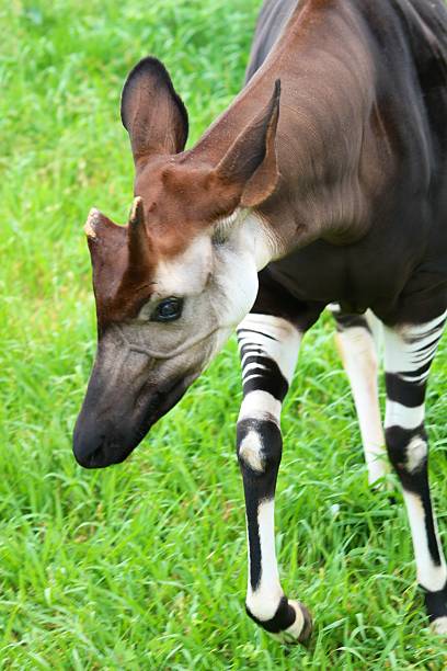 okapi Okapi walking in a grassy field. Okapi stock pictures, royalty-free photos & images