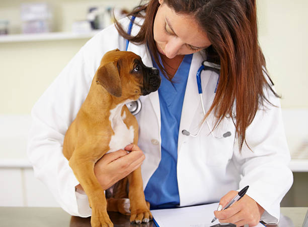 He's a healthy puppy Shot of a veterinarian examining a puppy on an examination table boxer dog stock pictures, royalty-free photos & images