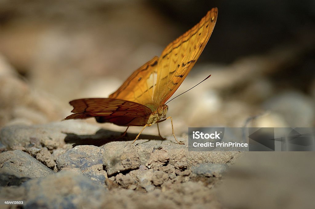 Amarelo e prata-lavado Cybele, lindas borboletas - Foto de stock de Amarelo royalty-free