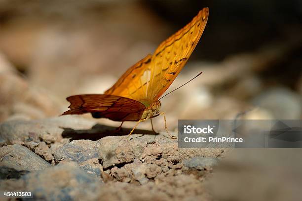 Foto de Amarelo E Pratalavado Cybele Lindas Borboletas e mais fotos de stock de Amarelo - Amarelo, Borboleta Fritilária, Botânica - Assunto