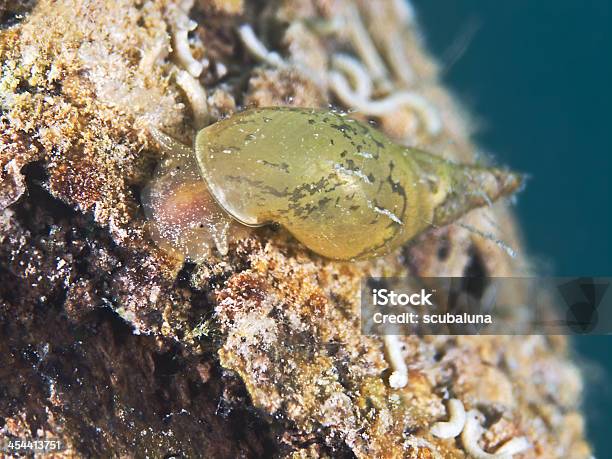 Foto de Great Pond Caracol Spitzschlammschnecke e mais fotos de stock de Alga