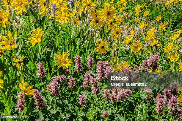 해바라기 및 Horsemint 0명에 대한 스톡 사진 및 기타 이미지 - 0명, 꽃-식물, 노랑
