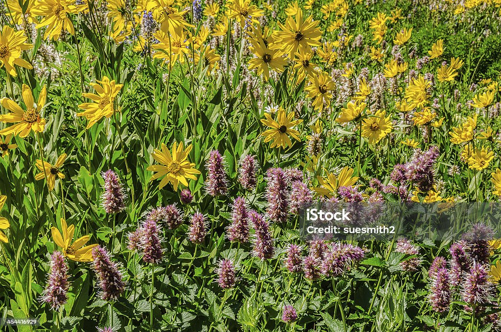 Girassóis e Horsemint - Foto de stock de Amarelo royalty-free