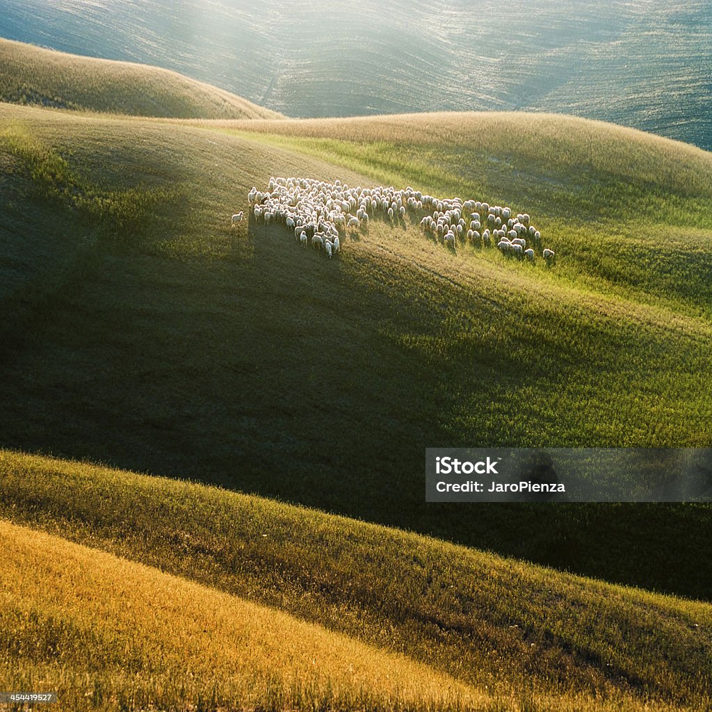 Sheep on Tuscany and suny fields Group Tuscan sheep encountered in Tuscany near Pienza Sheep Stock Photo