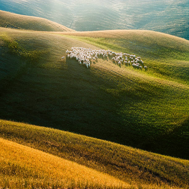 Sheep on Tuscany and suny fields Group Tuscan sheep encountered in Tuscany near Pienza sheep flock stock pictures, royalty-free photos & images