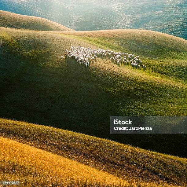 Sheep On Tuscany And Suny Fields Stock Photo - Download Image Now - Sheep, Springtime, Tuscany