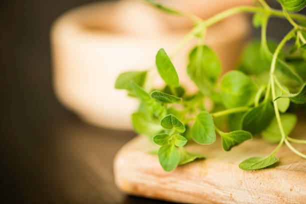 istock Fresh Organic Oregano in Natural Light 454430167