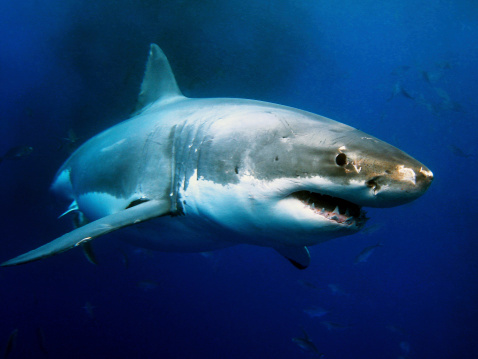 a group of shark fins sticking out of the water