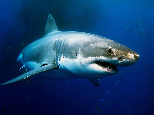 Great White Shark Beautiful, powerful and amazing looking creature beside a nightmare opinion from the peoples haven't see face to face underwater with this guy cage photos stock pictures, royalty-free photos & images