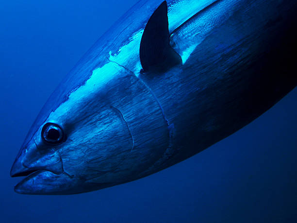 Bluefin Tuna Bluefin Tuna close up underwater photo commercial tuna fishing stock pictures, royalty-free photos & images
