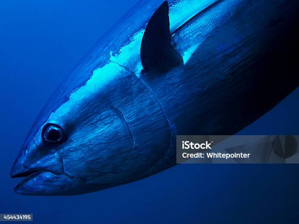 Foto de Atum Rabilho e mais fotos de stock de Albacora-azul - Albacora-azul, Peixe, Submarino - Debaixo d'água