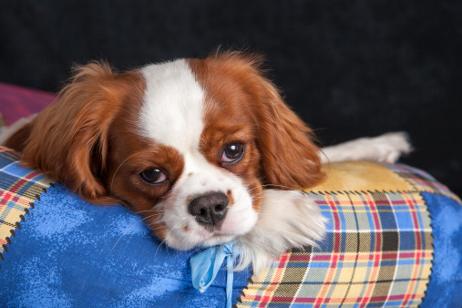 Close-up view of Cavalier King Charles Spaniel puppy's face in a plush basket. Dogs and pappies.