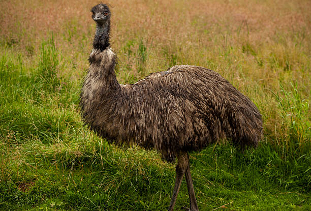 istock Emu Bird  Full Portrait. 454435269